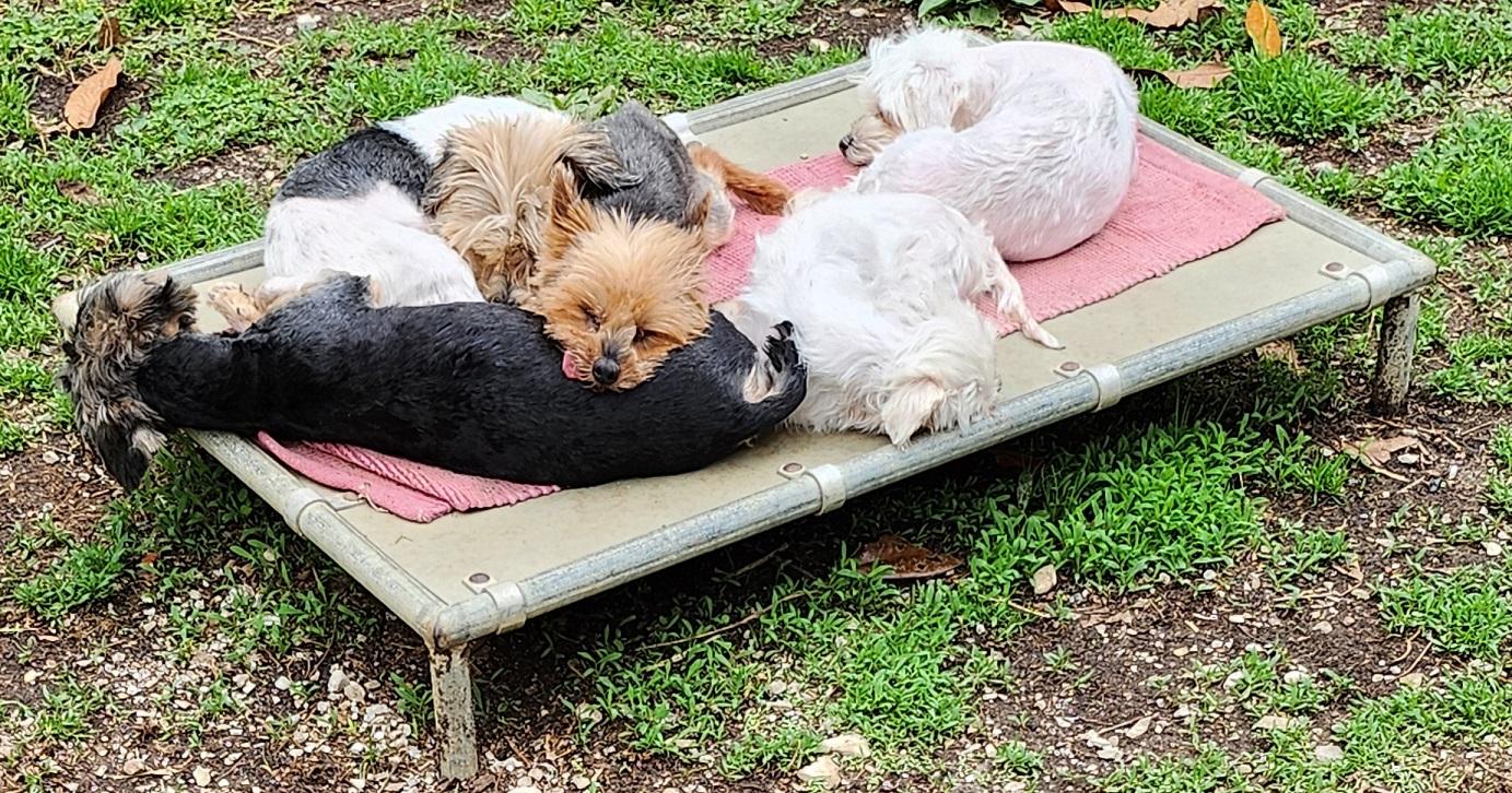 Enlarge Gabby, an adopted Yorkshire Terrier in Franklin, TN image 1/5