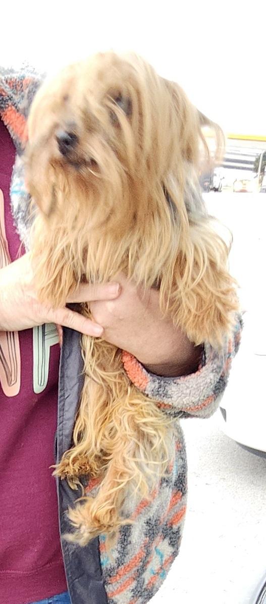 Enlarge Gabby, an adopted Yorkshire Terrier in Franklin, TN image 3/5