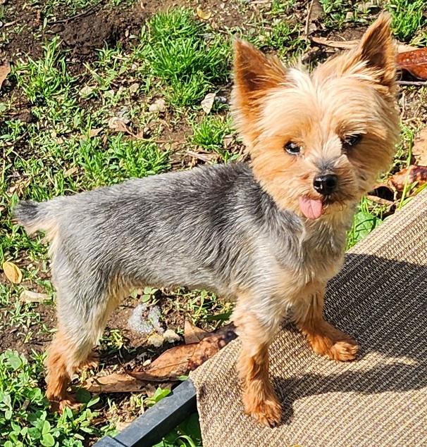 Enlarge Gabby, an adopted Yorkshire Terrier in Franklin, TN image 4/5