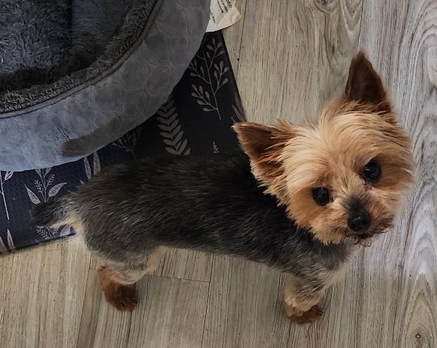 Enlarge Gabby, an adopted Yorkshire Terrier in Franklin, TN image 5/5