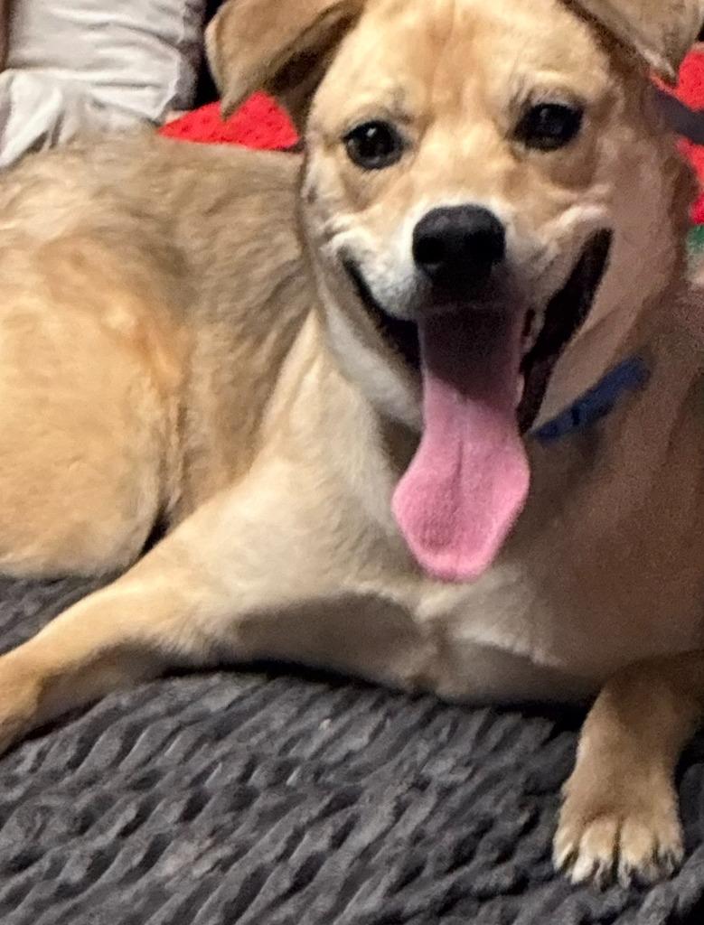 Dexter **COURTESY LISTING**, Adoptable, Young Male English Shepherd & Husky.