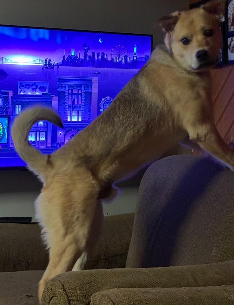 Enlarge Dexter **COURTESY LISTING**, a Adoptable mixed breed in Peru, NY image 3/4