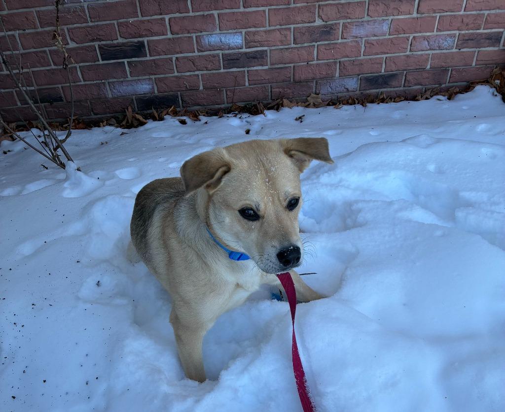 Enlarge Dexter **COURTESY LISTING**, a Adoptable mixed breed in Peru, NY image 4/4