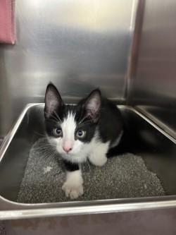 Enlarge Magic, a Adoptable mixed breed in Scotia, NY image 1/1