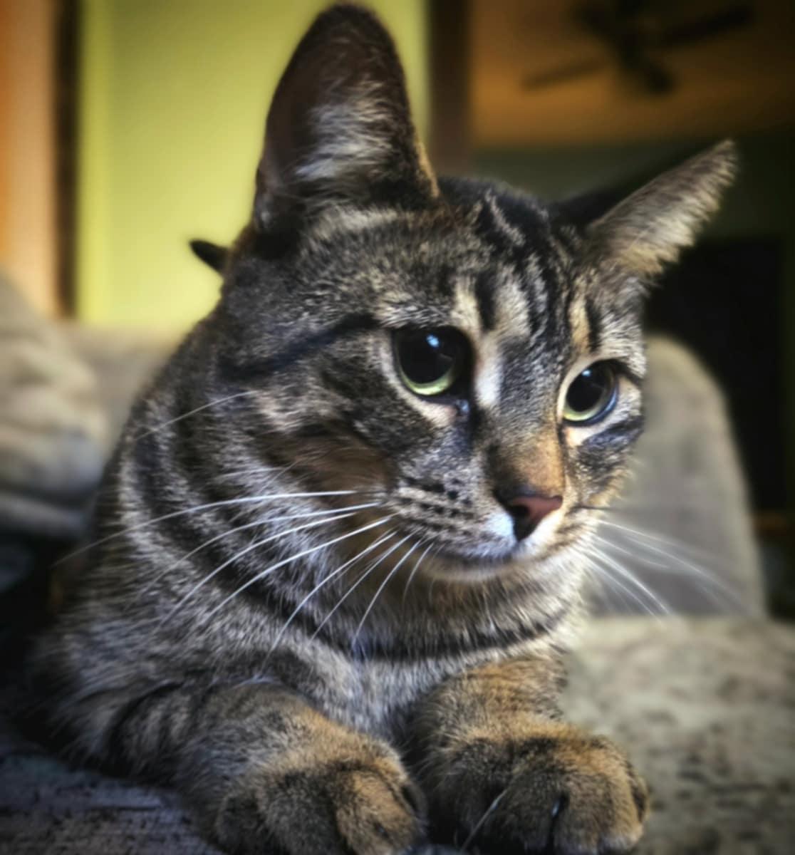 Enlarge Paige, a Adoptable Domestic Short Hair in Montreal, QC image 6/6