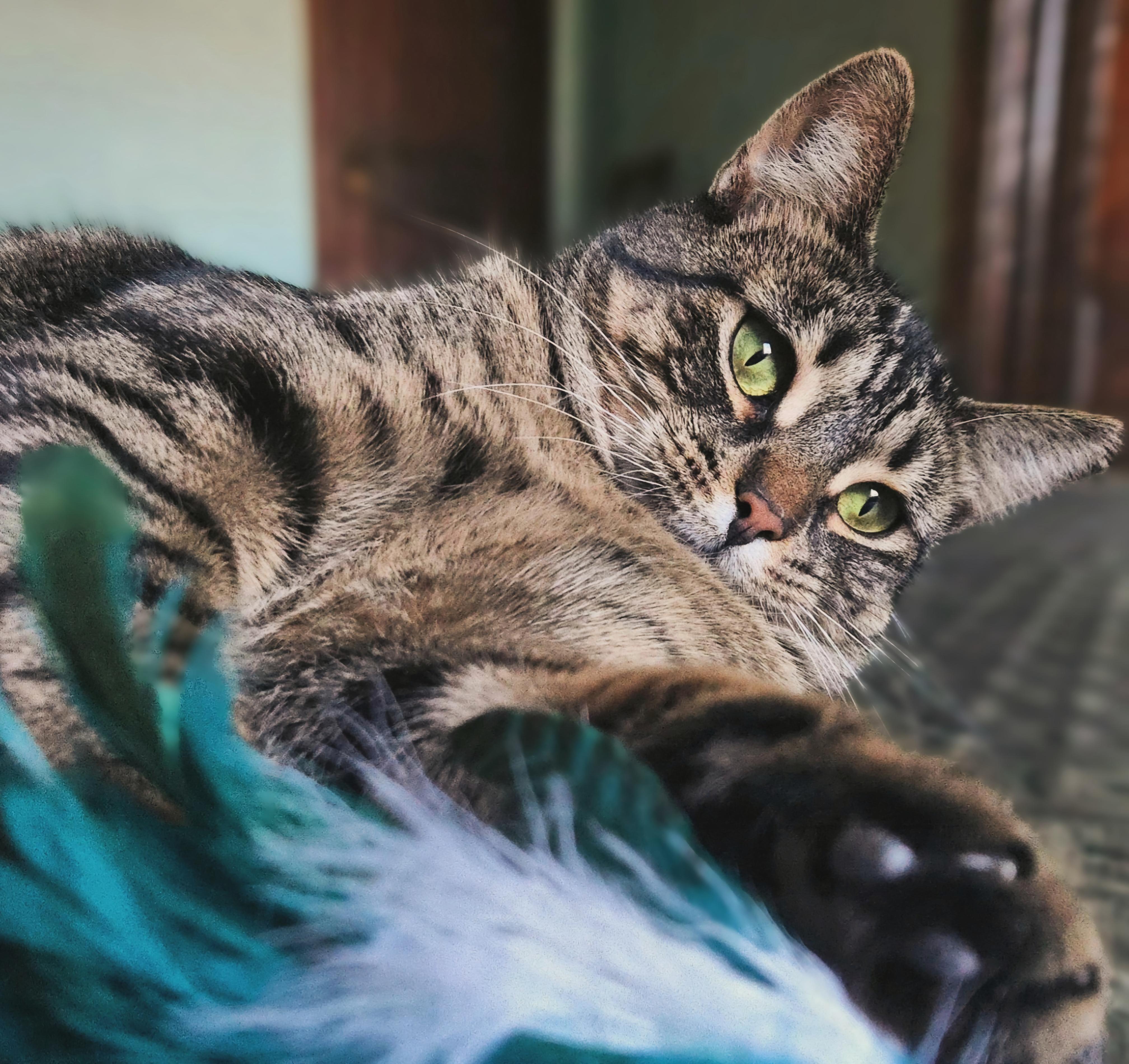 Paige, Adoptable, Adult Female Domestic Short Hair.