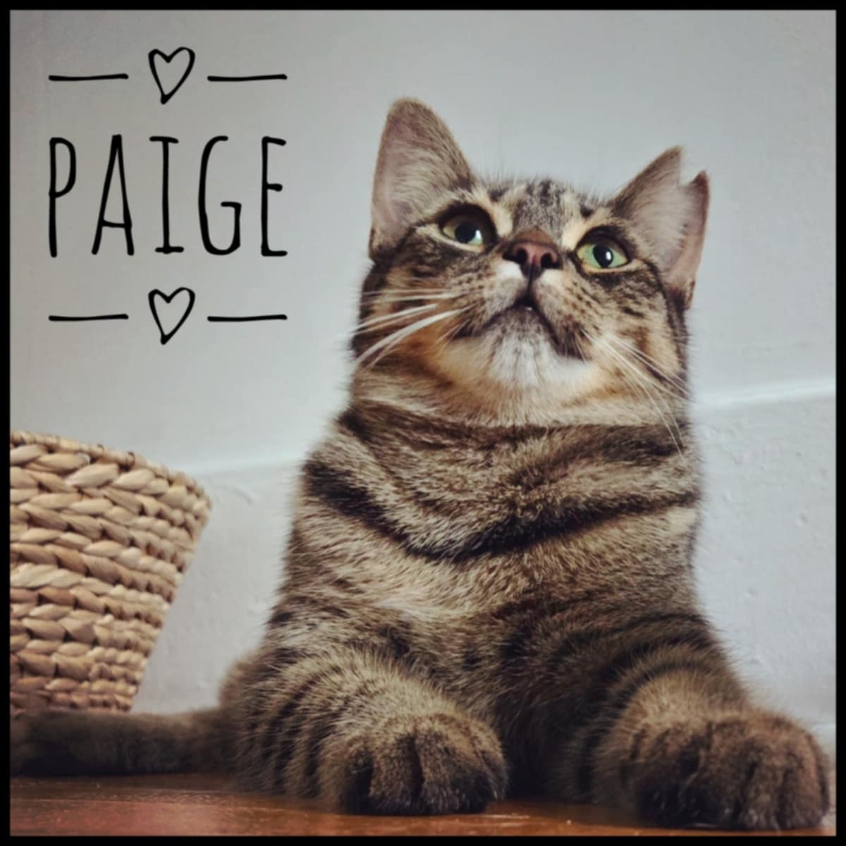 Paige, Adoptable, Adult Female Domestic Short Hair.