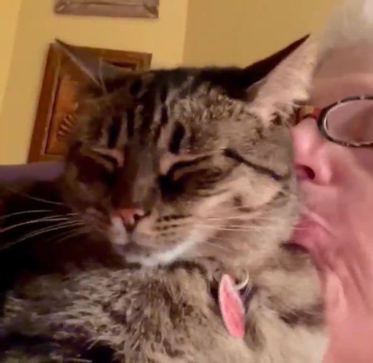Enlarge Paige, a Adoptable Domestic Short Hair in Montreal, QC video 6/6