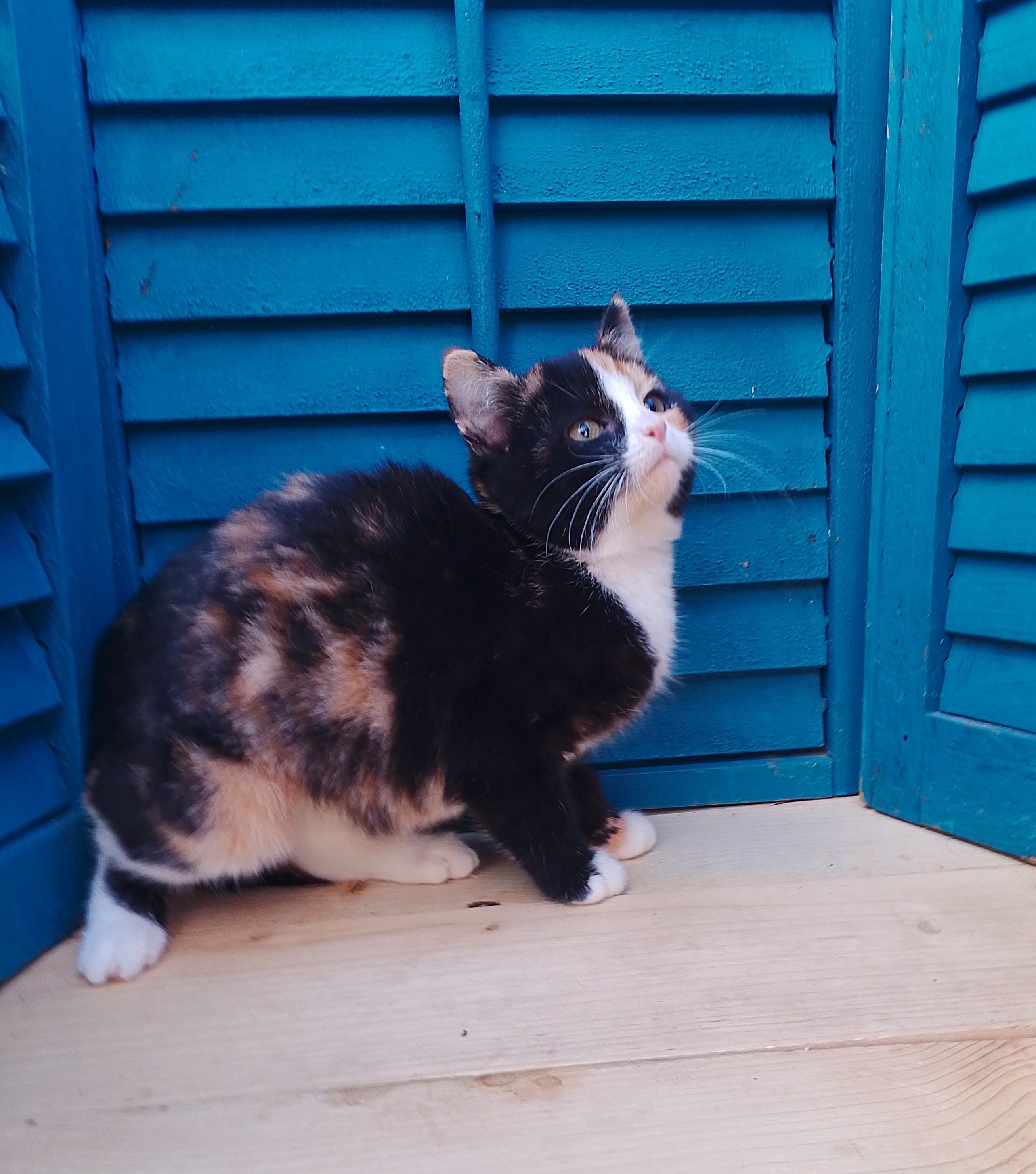 1st Class #467, ADOPTABLE, Kitten Female Domestic Short Hair.