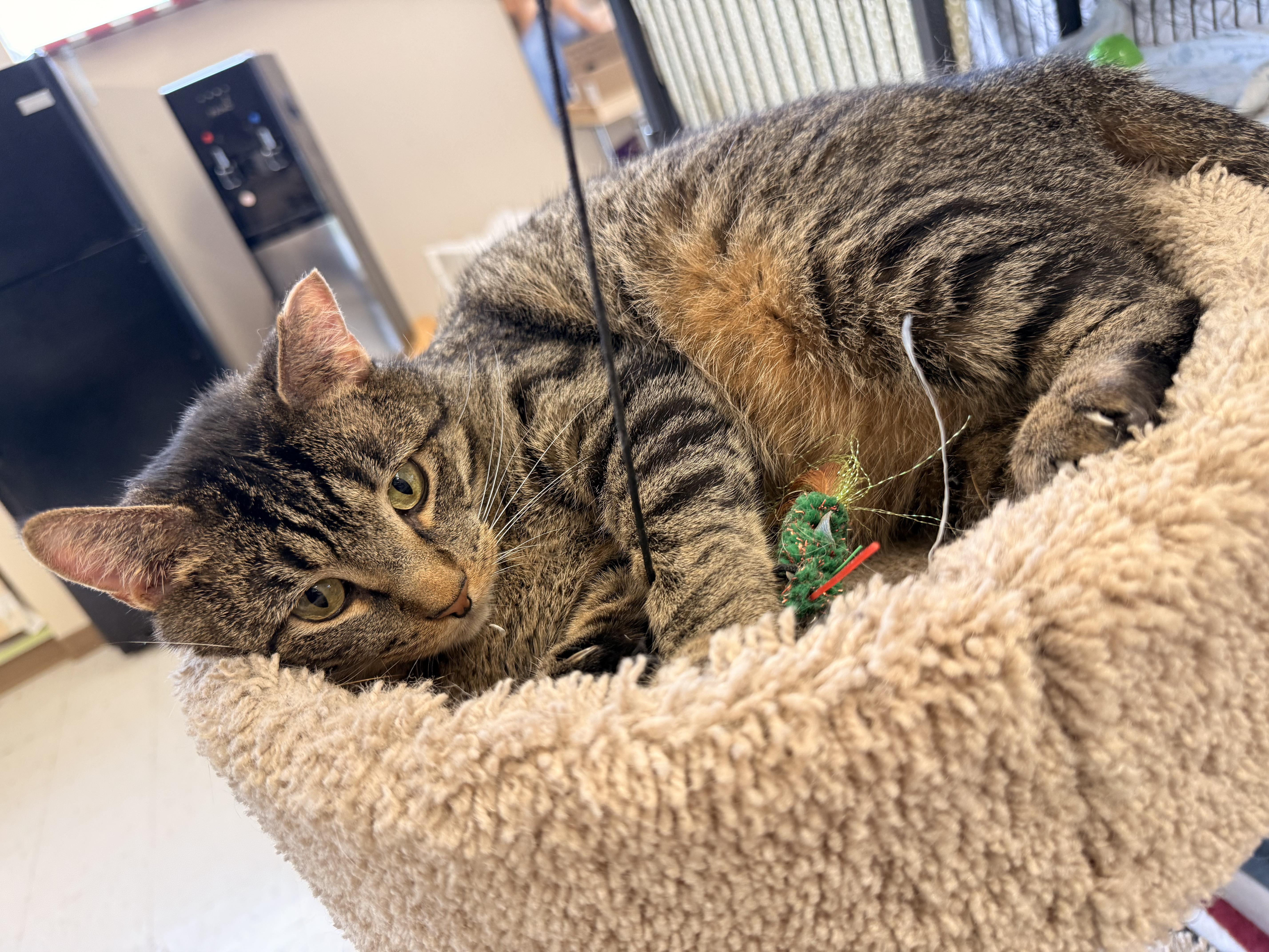 Enlarge Clyde, a Adoptable Domestic Short Hair in St. Louis, MO image 4/4