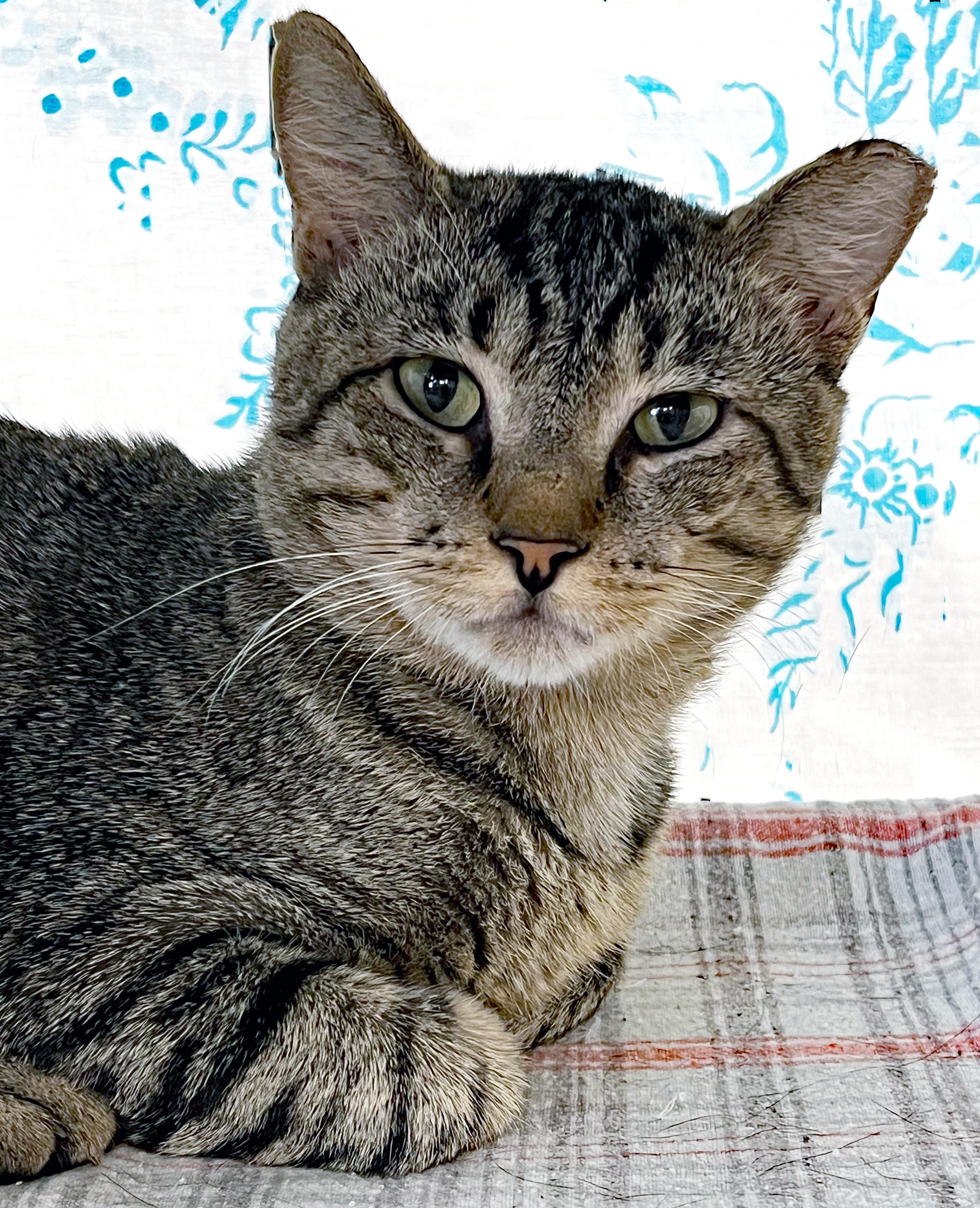 Enlarge Clyde, a Adoptable Domestic Short Hair in St. Louis, MO image 1/1