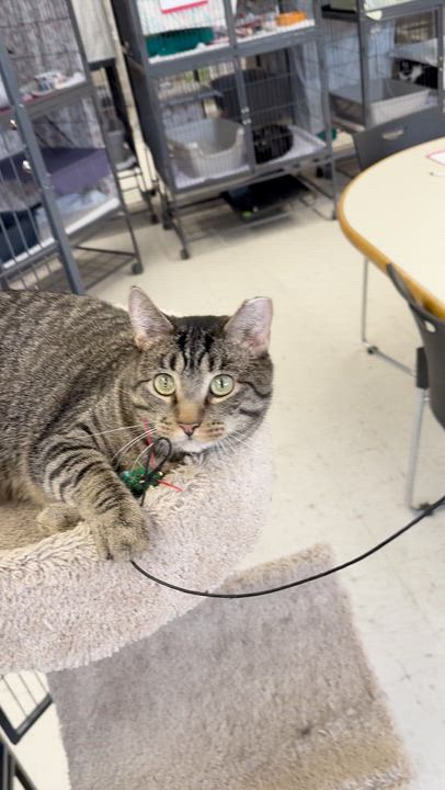 Enlarge Clyde, a Adoptable Domestic Short Hair in St. Louis, MO video 3/3