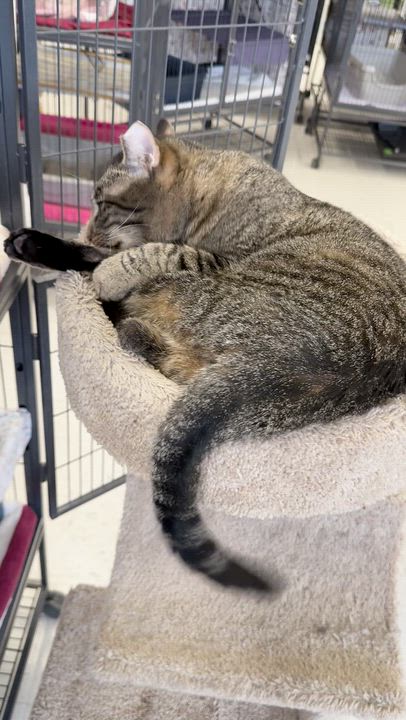 Enlarge Clyde, a Adoptable Domestic Short Hair in St. Louis, MO video 2/3