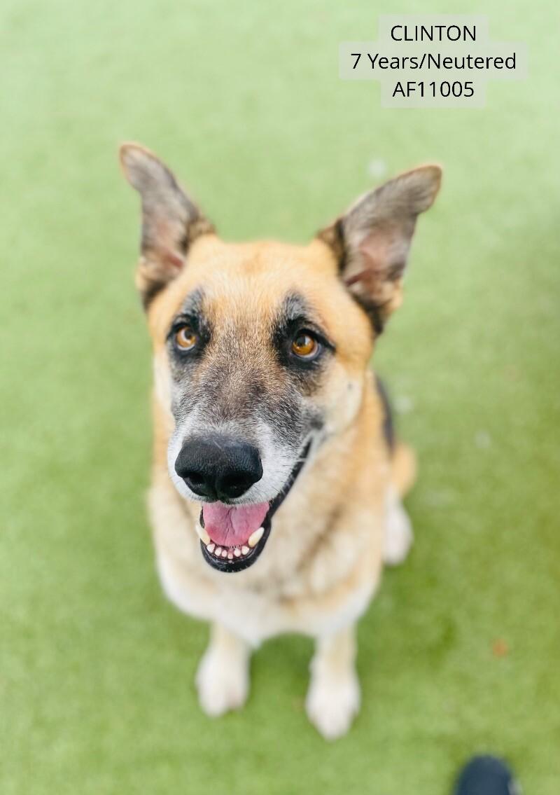 Clinton, Adoptable, Adult Male German Shepherd Dog.