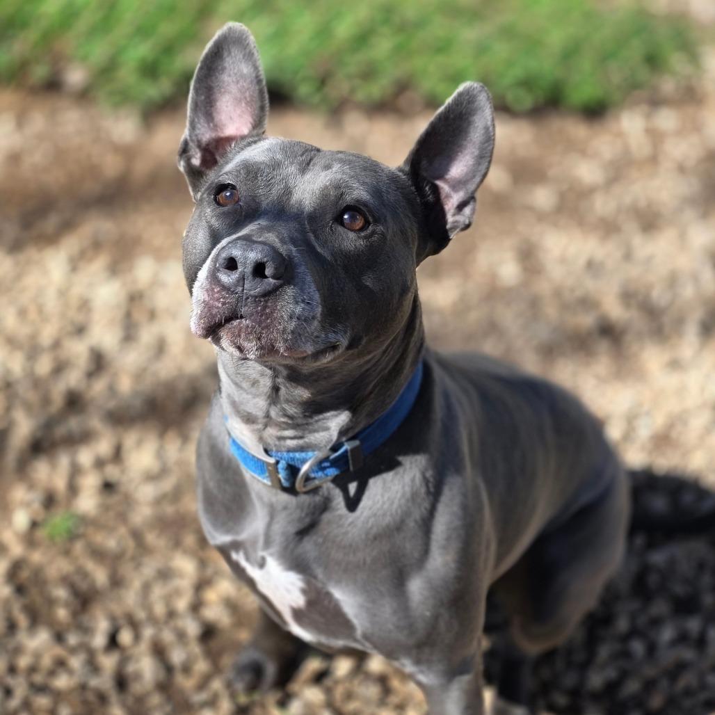 Opie, Adoptable, Adult Male Mixed Breed.