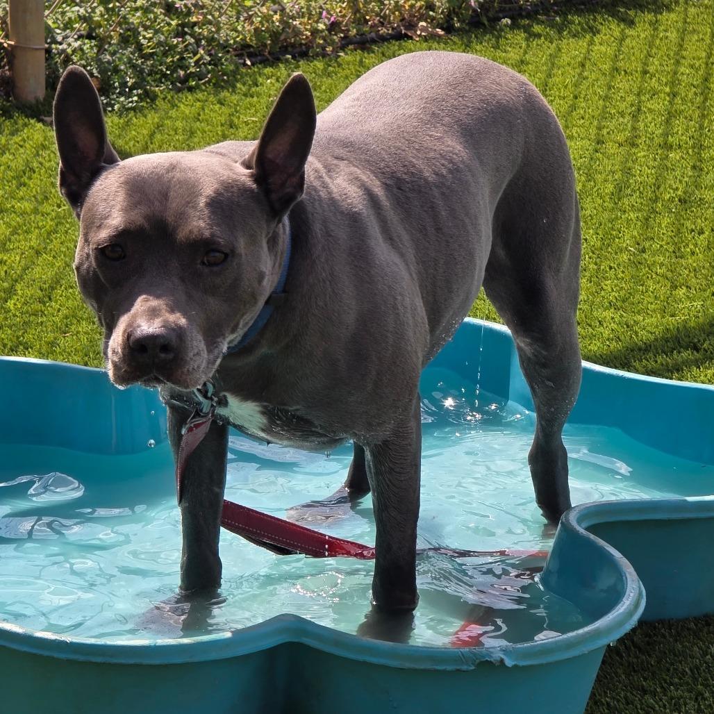 Enlarge Opie, a Adoptable Mixed Breed in Huntsville, AL image 2/2