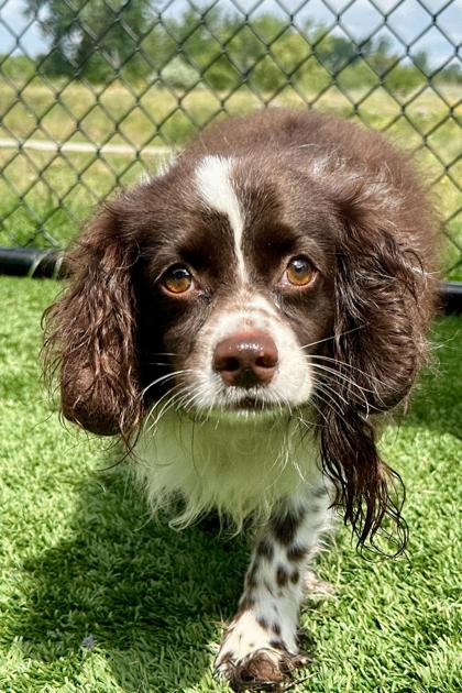Enlarge Chewy, a Adopted mixed breed in Addison, IL image 1/2