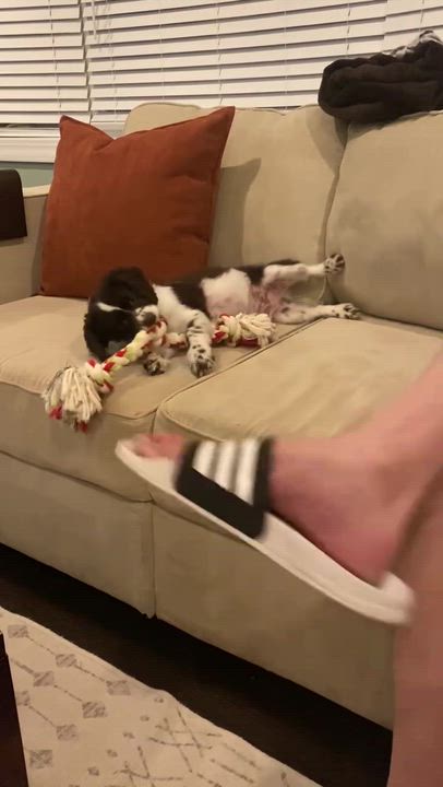 Enlarge Chewy, a Adopted mixed breed in Addison, IL video 2/2