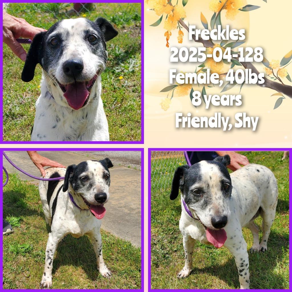 Enlarge 2025-04-128 *Freckles*, a Adoptable mixed breed in Winder, GA image 1/2