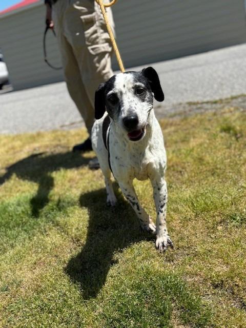 Enlarge 2025-04-128 *Freckles*, a Adoptable mixed breed in Winder, GA image 2/2