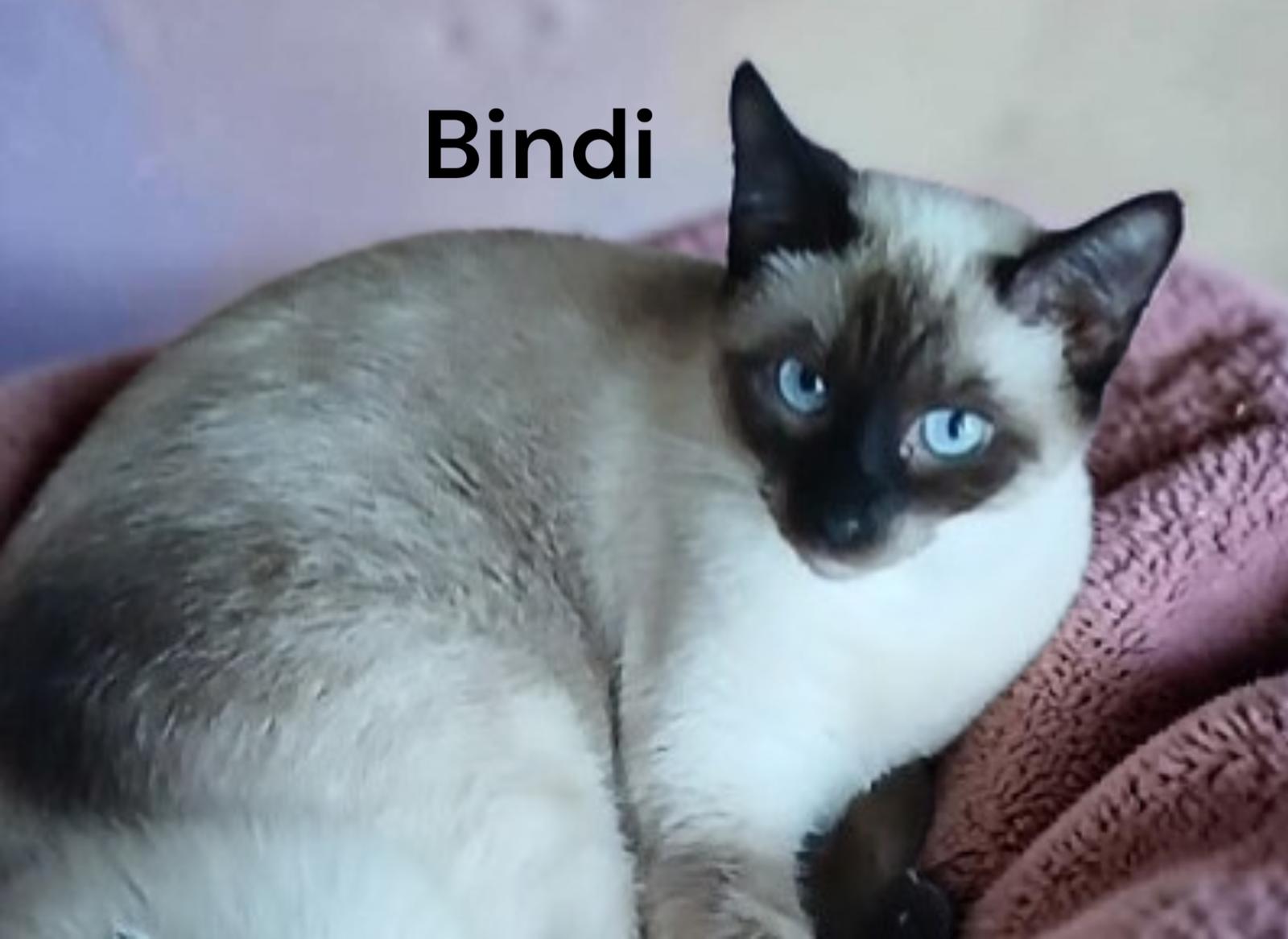 Enlarge Bindi, a Adoptable Siamese in Chesapeake, VA image 1/2