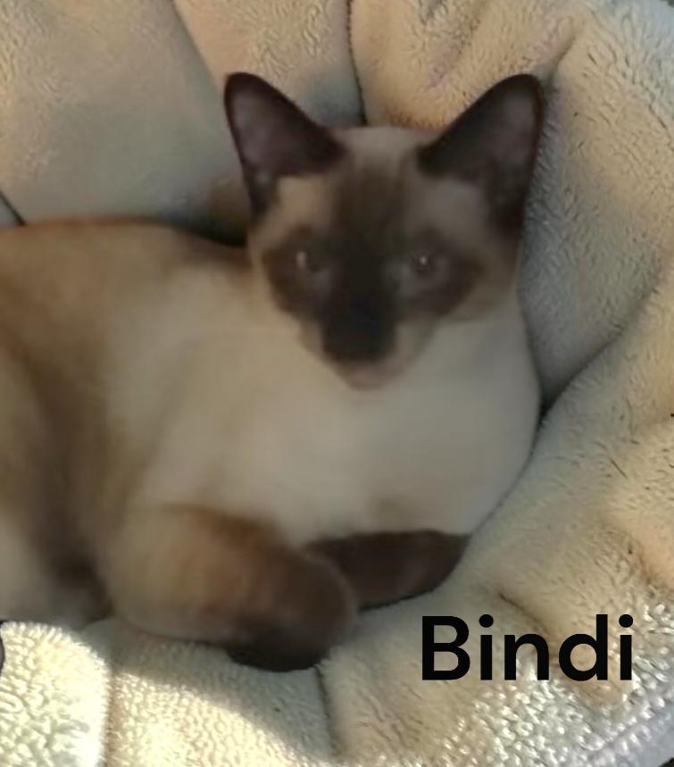 Enlarge Bindi, a Adoptable Siamese in Chesapeake, VA image 2/2
