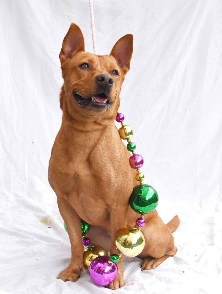 Princess Elsa, Adopted, Adult Female Carolina Dog & Hound.