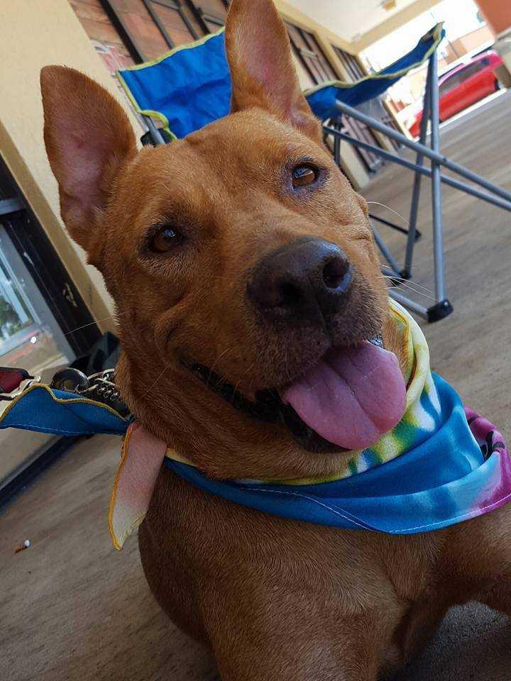 Princess Elsa, a Adopted mixed breed in Tampa, FL image 2/5