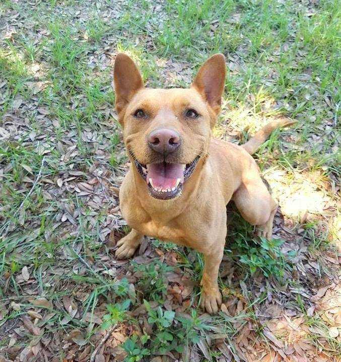 Princess Elsa, a Adopted mixed breed in Tampa, FL image 3/5