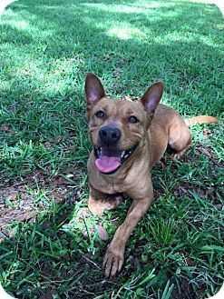 Princess Elsa, a Adopted mixed breed in Tampa, FL image 4/5