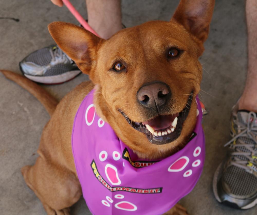 Princess Elsa, a Adopted mixed breed in Tampa, FL image 5/5