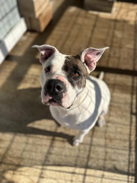 Enlarge Bubbles, an adoptable American Staffordshire Terrier in Denison, TX image 1/1
