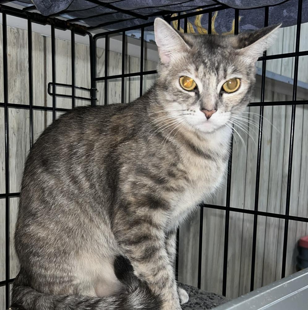 Tilly, Adoptable, Adult Male Domestic Short Hair.
