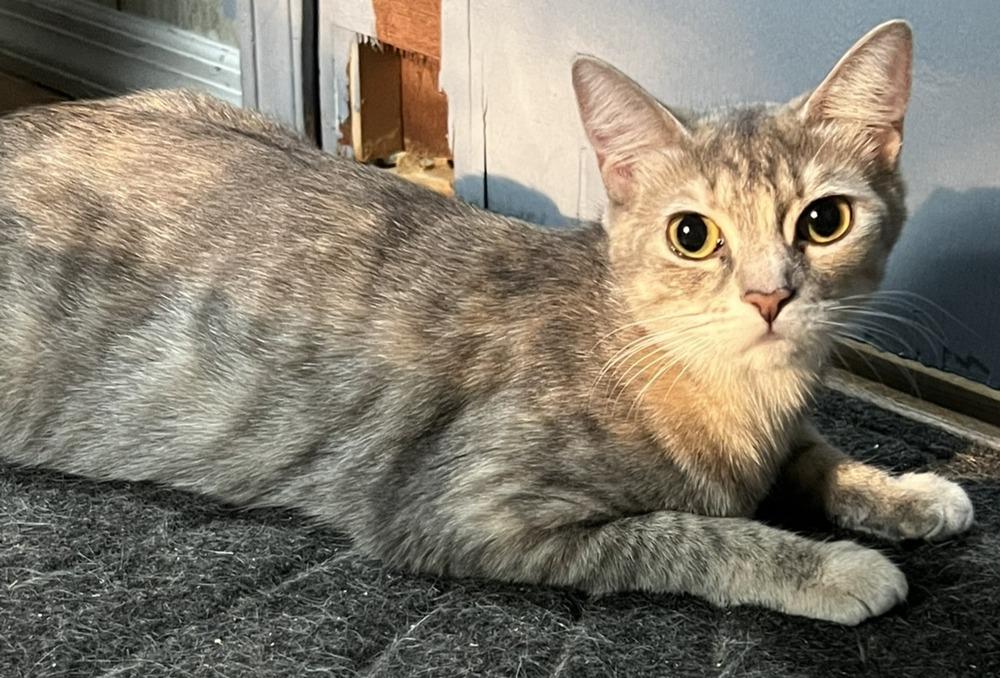 Enlarge Tilly, a Adoptable Domestic Short Hair in Ronkonkoma, NY image 2/3