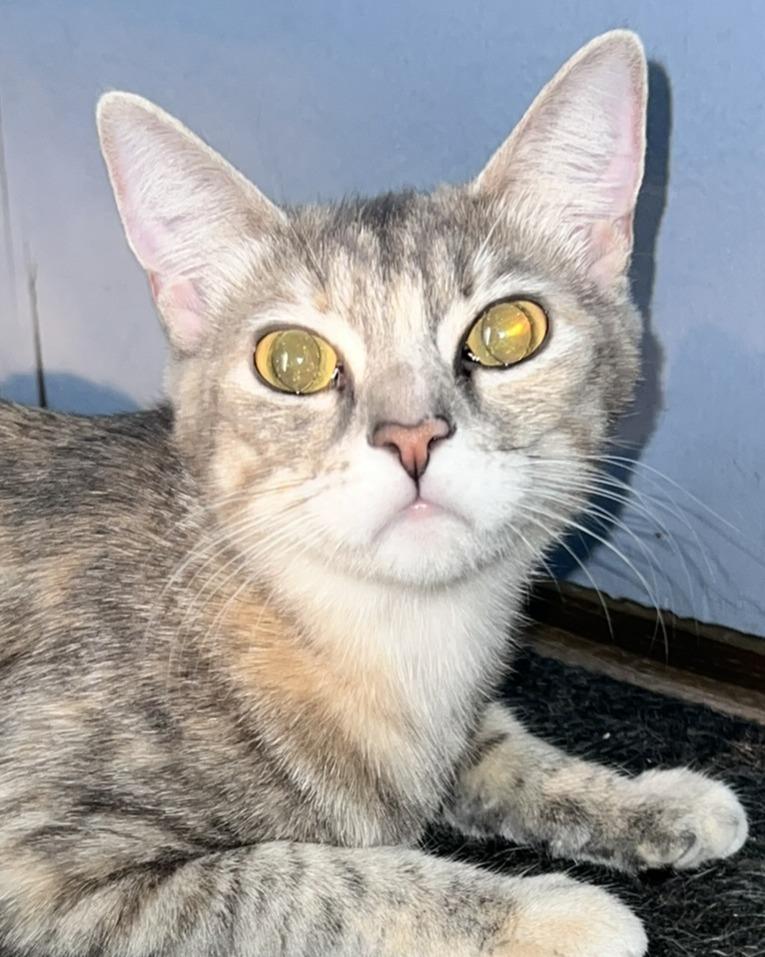 Enlarge Tilly, a Adoptable Domestic Short Hair in Ronkonkoma, NY image 3/3