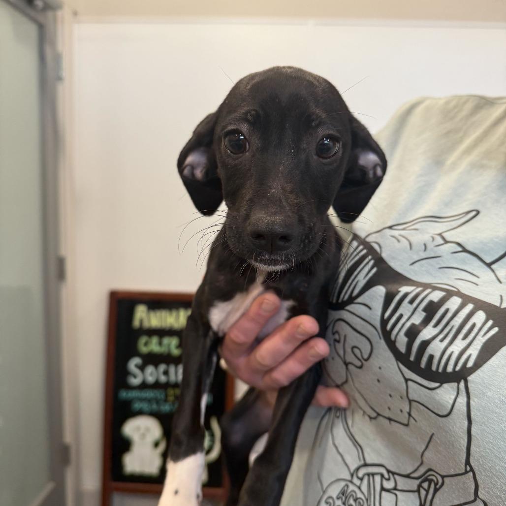 Tai Chi, Adoptable, Puppy Female Terrier & German Shorthaired Pointer.