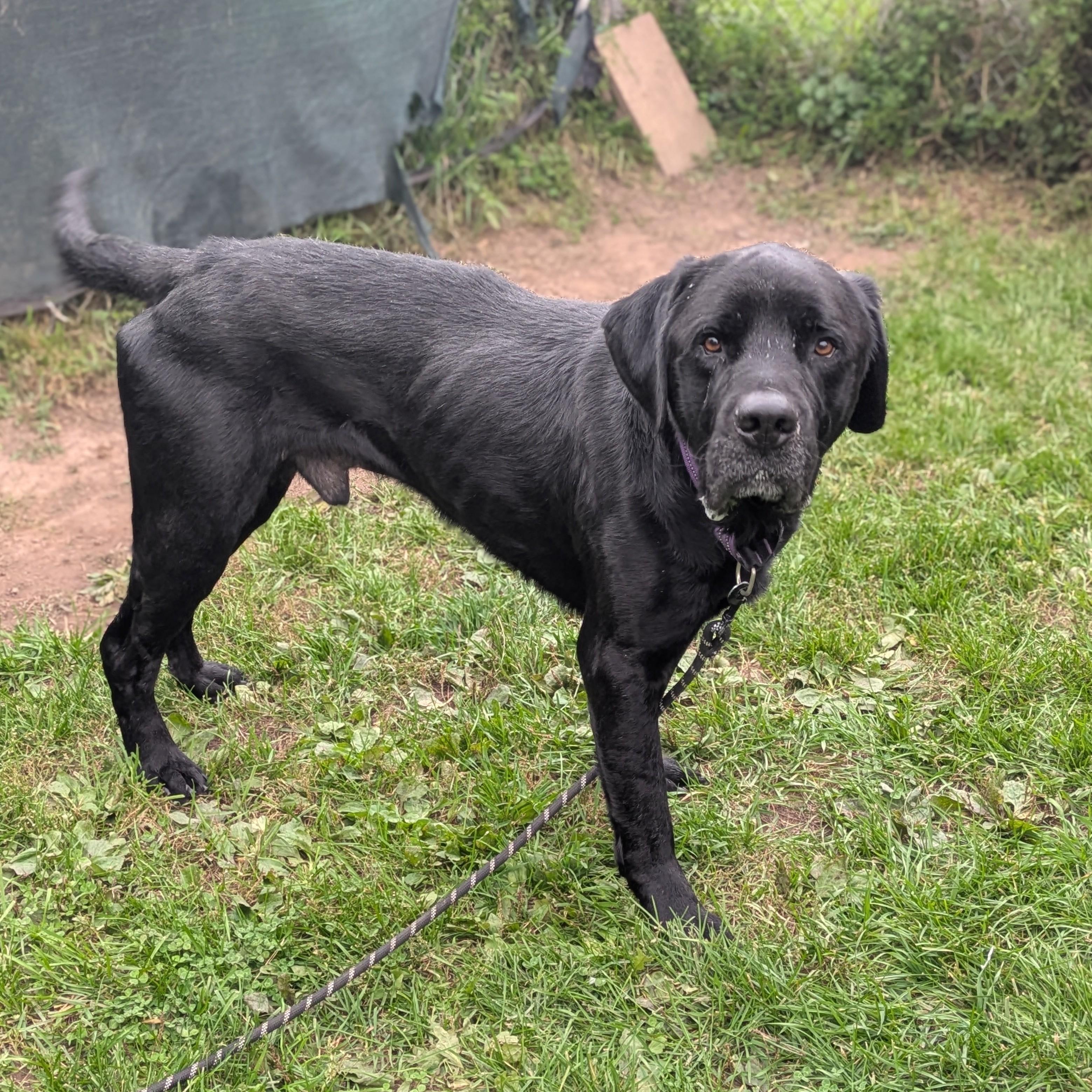 Enlarge Akela, a Adoptable Mastiff in Syracuse, NY image 2/2