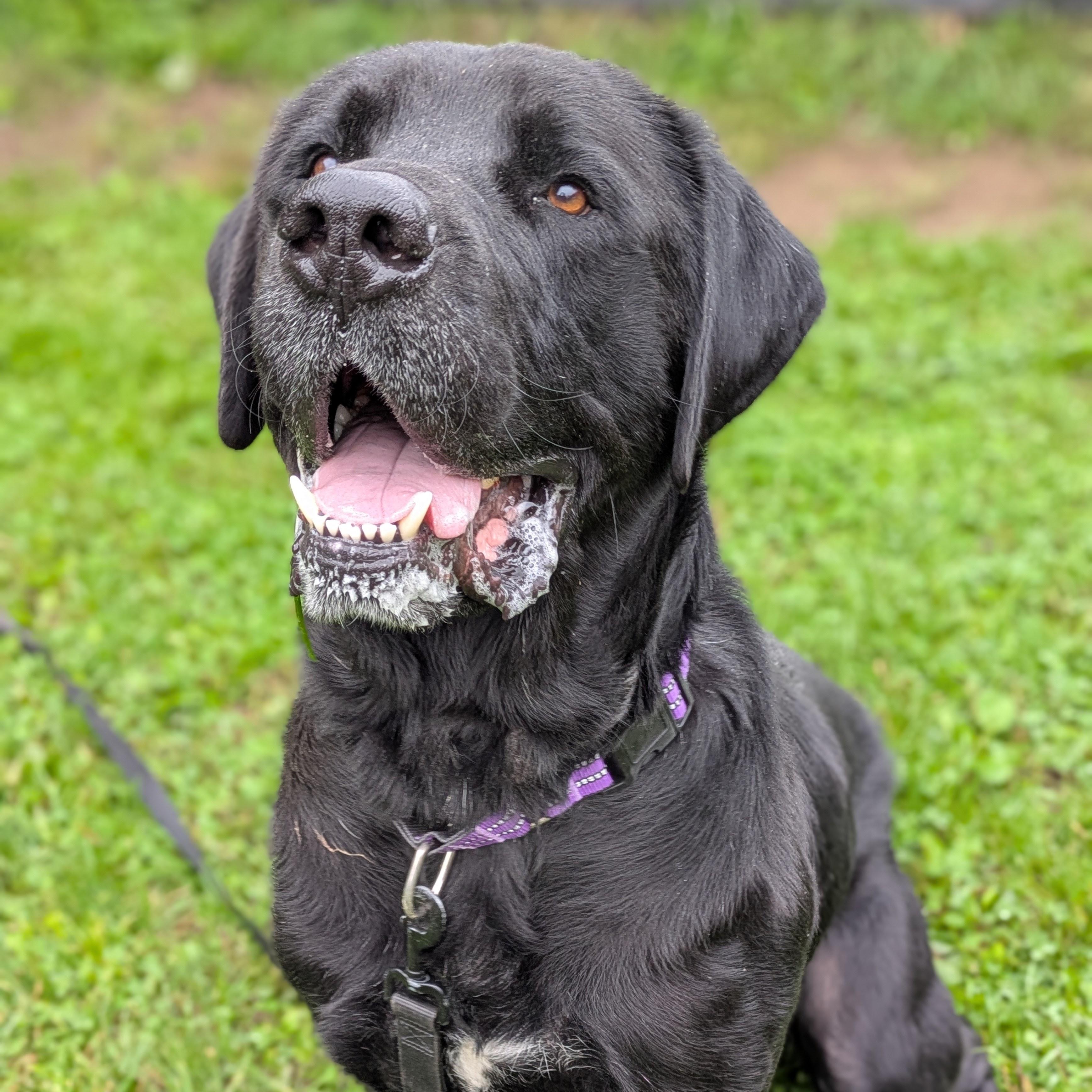 Enlarge Akela, a Adoptable Mastiff in Syracuse, NY image 1/2