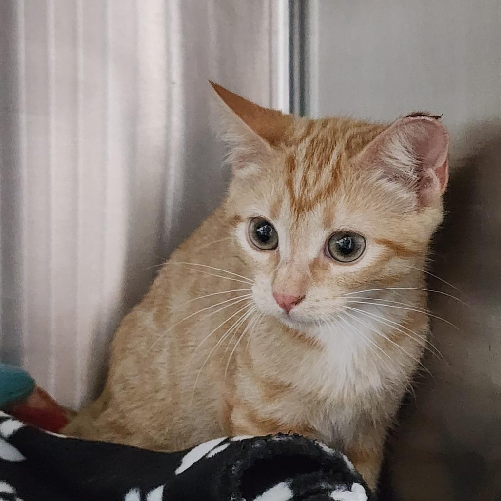 Enlarge Cooper, a Adoptable Domestic Short Hair in Dixon, IL image 1/1