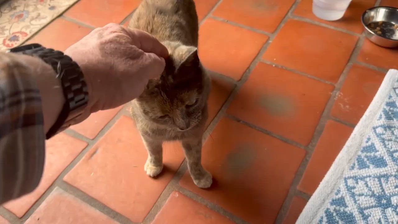 Enlarge Goldie, a ADOPTABLE mixed breed in South Plainfield, NJ video 3/3