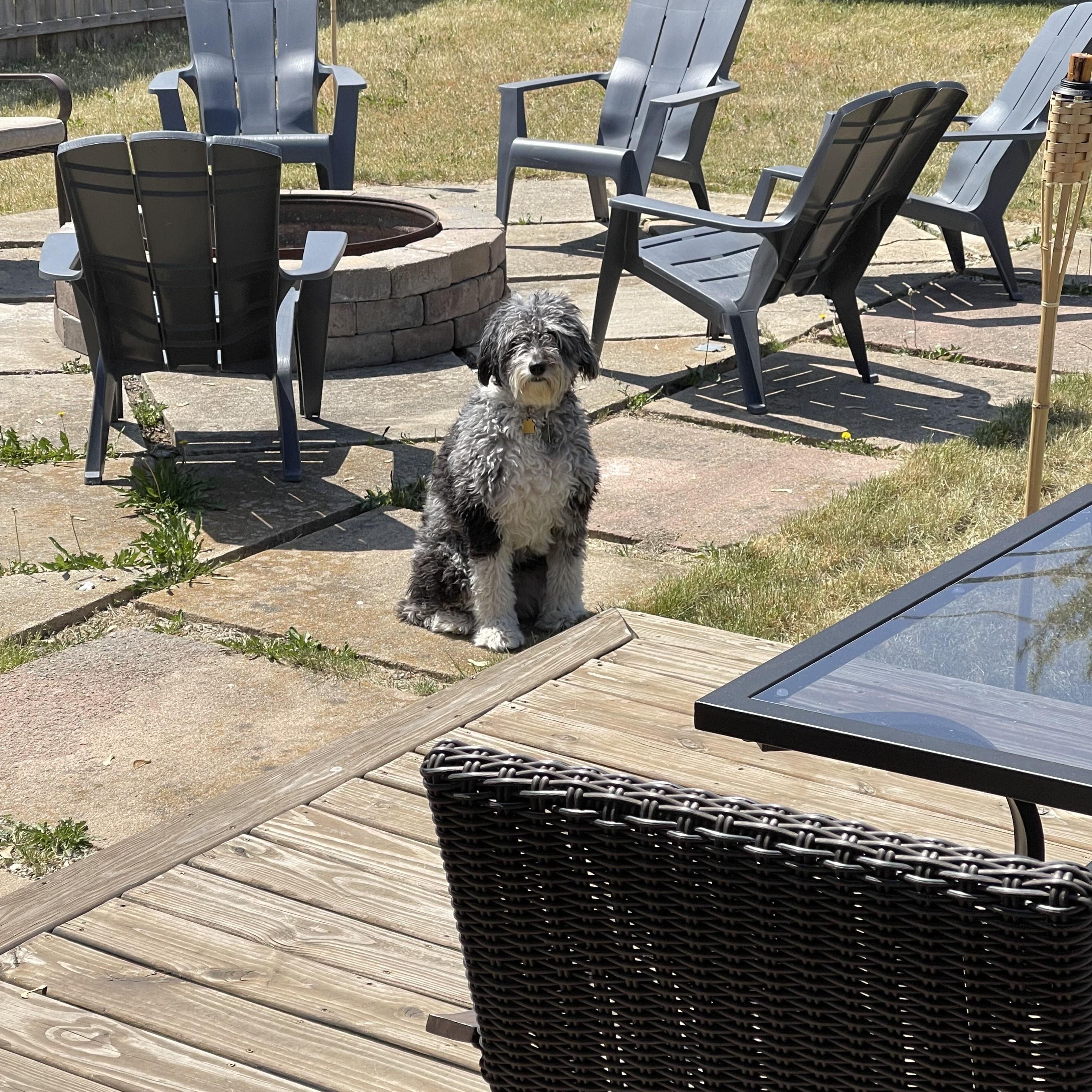 Dory **PLEASE READ FULL DESCRIPTION**, an adoptable Aussiedoodle in pontiac, MI, 48341 | Photo Image 1