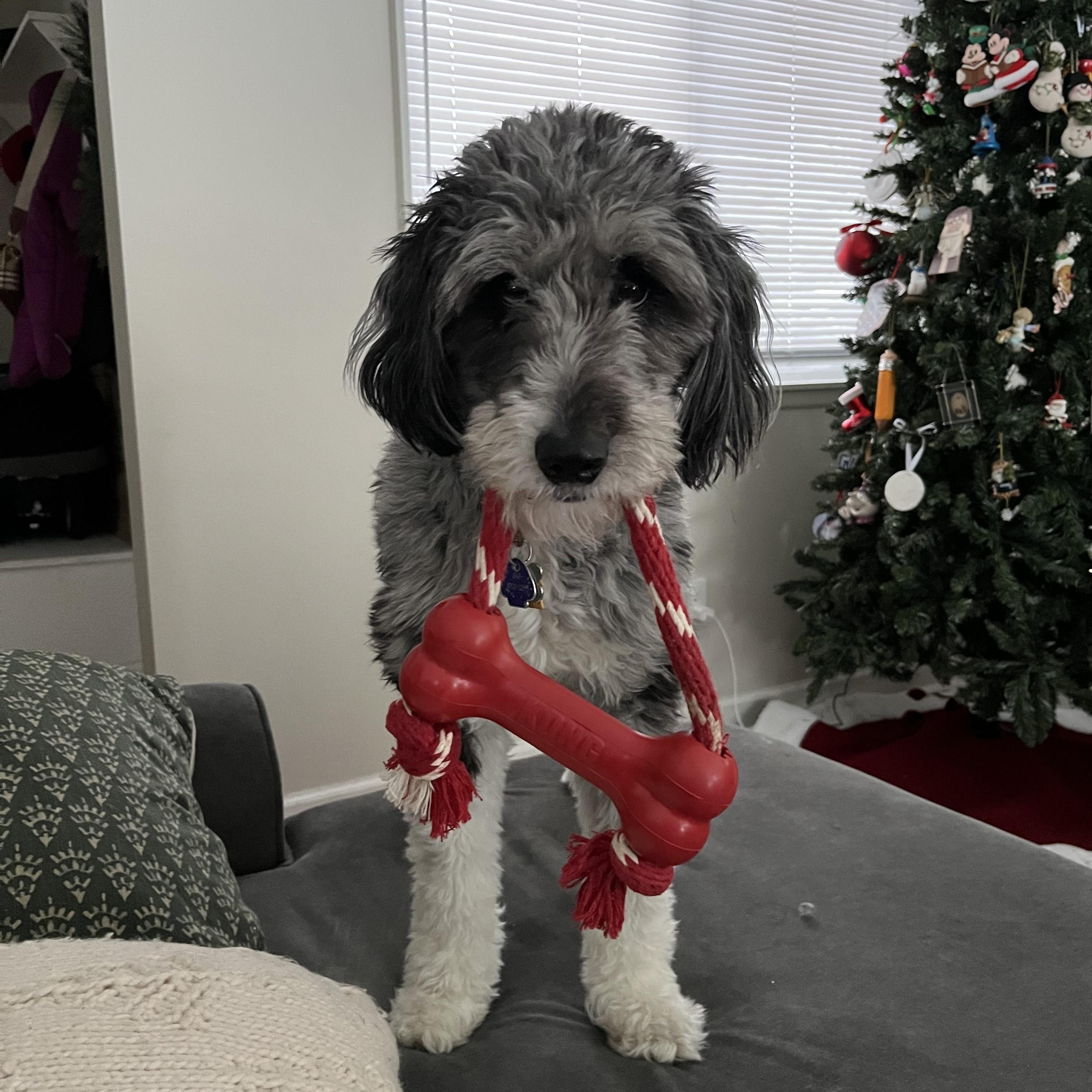 Dory **PLEASE READ FULL DESCRIPTION**, an adoptable Aussiedoodle in pontiac, MI, 48341 | Photo Image 3