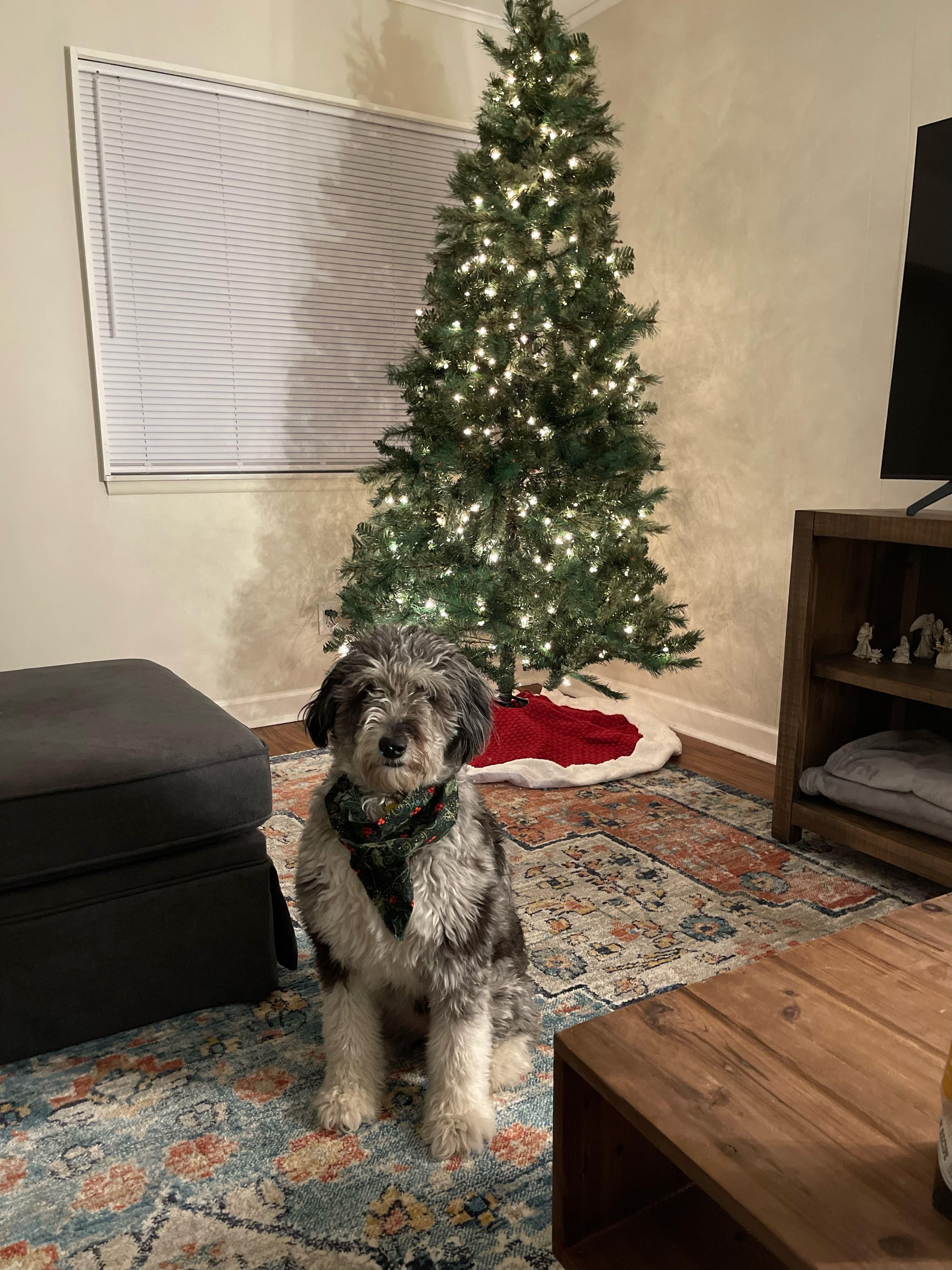 Dory **PLEASE READ FULL DESCRIPTION**, an adoptable Aussiedoodle in pontiac, MI, 48341 | Photo Image 2