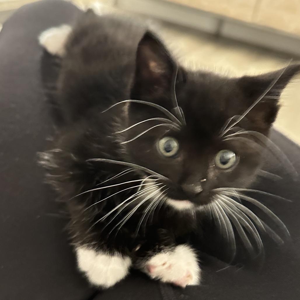 Jam, Adoptable, Kitten Male Domestic Short Hair & Domestic Short Hair.