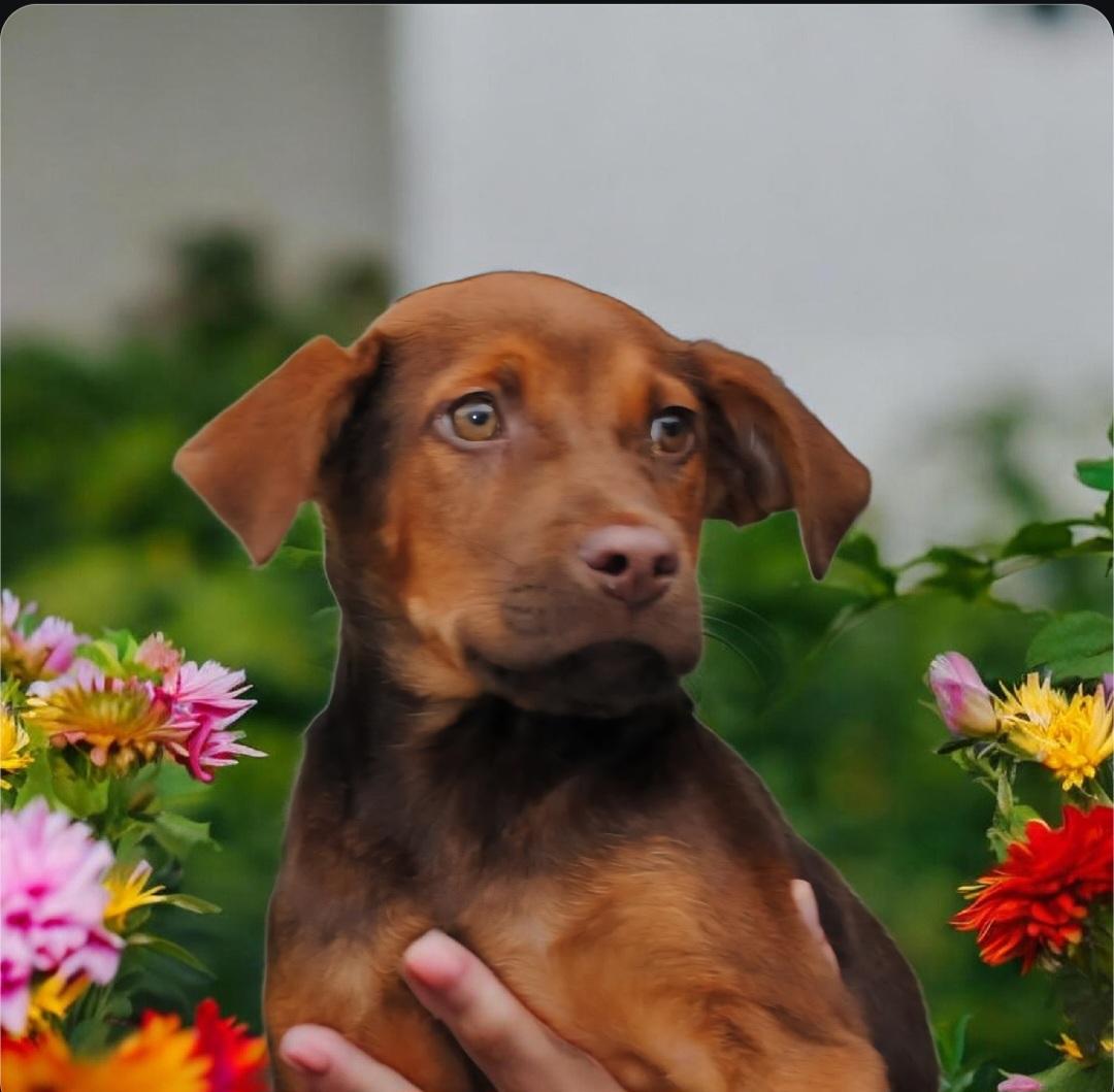 Cookie, ADOPTABLE, Puppy Female Australian Kelpie & Beagle.