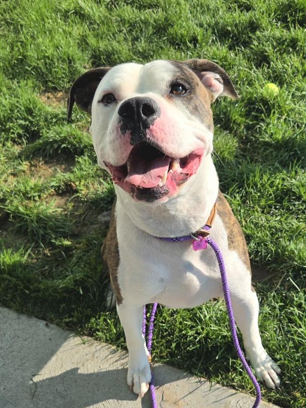 Enlarge August  44808, a Adoptable mixed breed in Pocatello, ID image 1/2