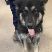 Enlarge Xander, a ADOPTABLE German Shepherd Dog in Brookfield, CT image 2/4