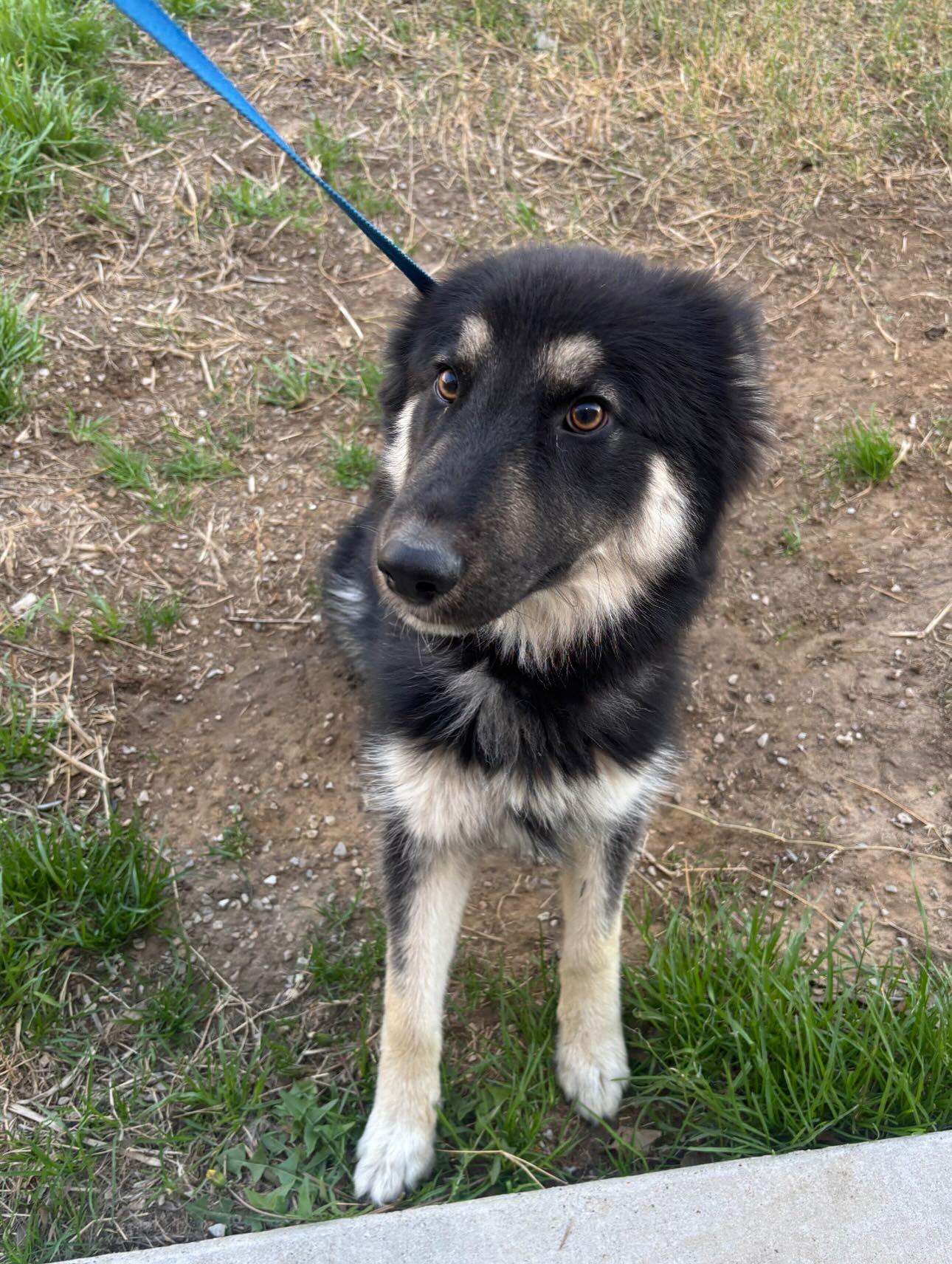 Enlarge Xander, a ADOPTABLE German Shepherd Dog in Brookfield, CT image 3/4