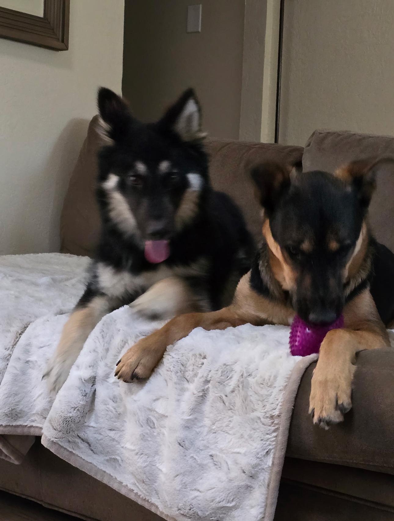 Enlarge Xander, an adopted German Shepherd Dog in Brookfield, CT image 5/6