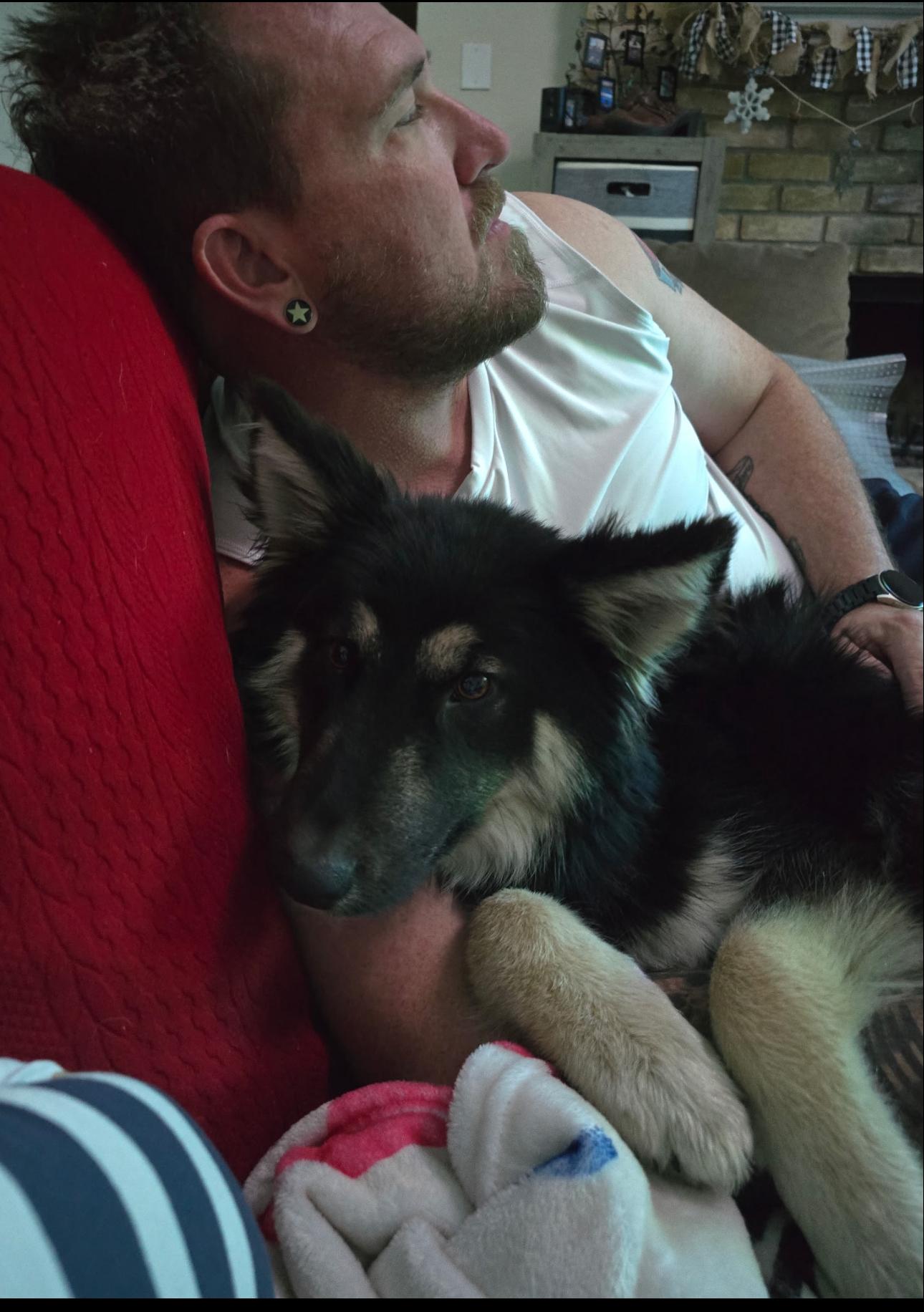 Enlarge Xander, an adopted German Shepherd Dog in Brookfield, CT image 6/6